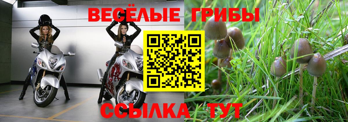 Галлюциногенные грибы Psilocybine cubensis Новокузнецк